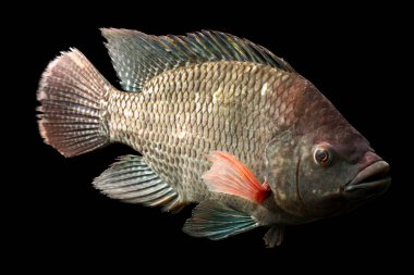Büyük bir tilapia balığının yüksek kalitede vuruşu yaklaşık 5 pound.