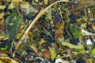 Pai mu tan çay yüksek kaliteli stüdyo çekim yakın kaliteli stüdyo çekim