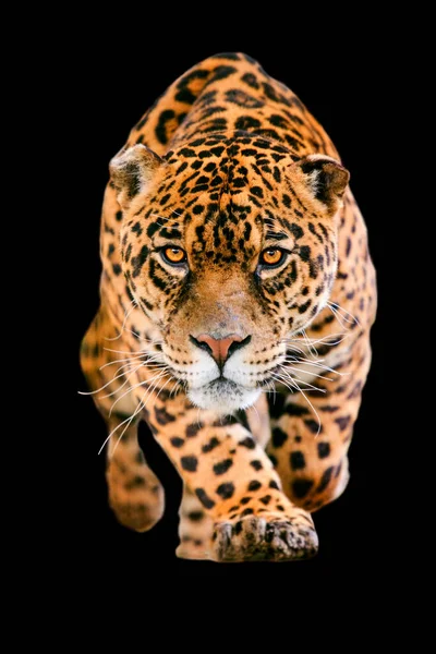 Isolado Black Deadly Jaguar Wild Beast Correndo Para Câmera Com — Fotografia de Stock