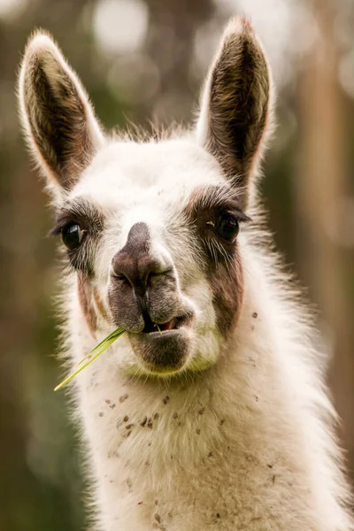 Llama Camélido Sudamericano Ampliamente Viejo Como Paquete Carne Animal Por — Foto de Stock