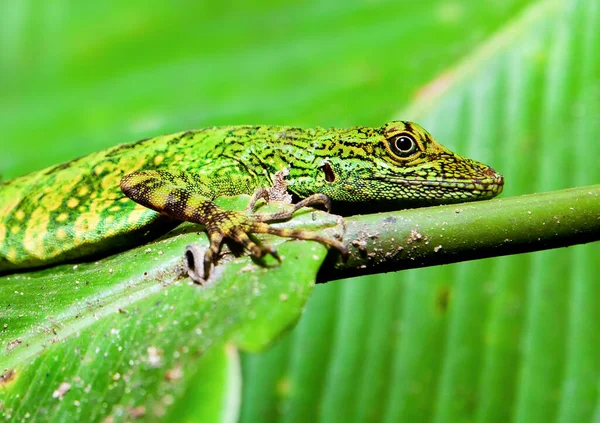 Petit Lézard Vert Abattu Dans Forêt Amazonienne — Photo