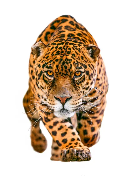Dziki Jaguar Kot Odizolowany Białym Biegnący Kierunku Kamery Jego Dziki — Zdjęcie stockowe