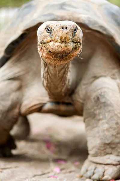 Galapagos Gigantic Turtle Largest Living Family Turtle Reaching Weights 400 — Stock Photo, Image