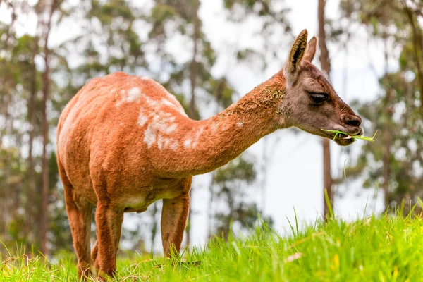 Llama Camélido Sudamericano Ampliamente Utilizado Como Paquete Carne Animal Por — Foto de Stock