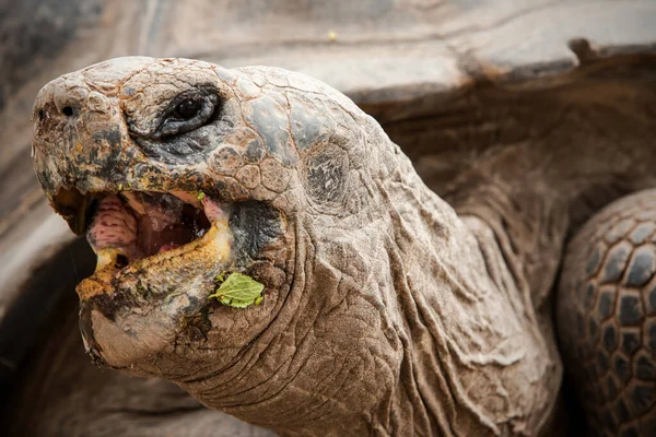 Galápagos Tartaruga Gigante Maior Espécie Viva Tartaruga Atingindo Pesos Mais — Fotografia de Stock