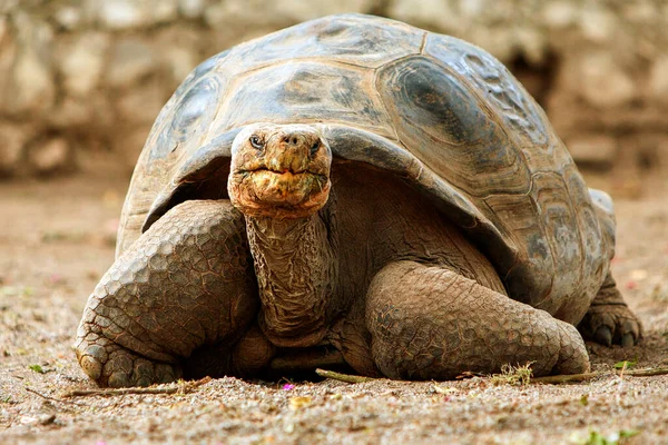 Gigantyczny Gad Galapagos Jest Największym Żyjącym Rodzajem Żółwia Osiągającym Masę — Zdjęcie stockowe