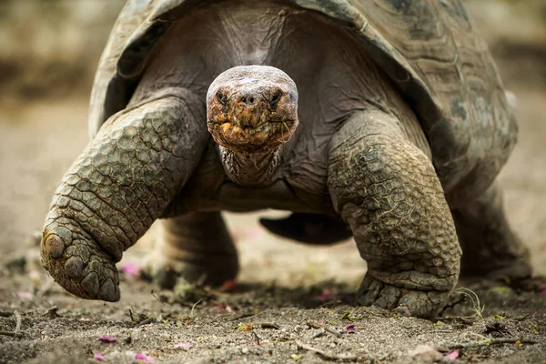 Galapagos Huge Tortoise Largest Living Species Reptilian Reaching Weights 400 — Stock Photo, Image