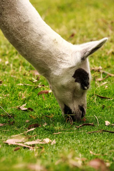 Llama Camélido Sudamericano Ampliamente Utilizado Como Paquete Carne Animal Por — Foto de Stock