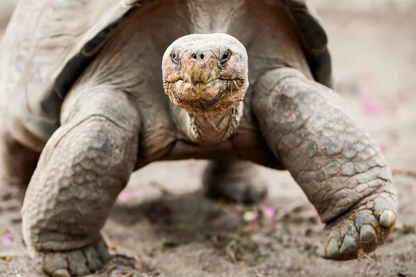 Galápagos Tartaruga Gigante Maior Espécie Viva Tartaruga Atingindo Pesos Mais — Fotografia de Stock