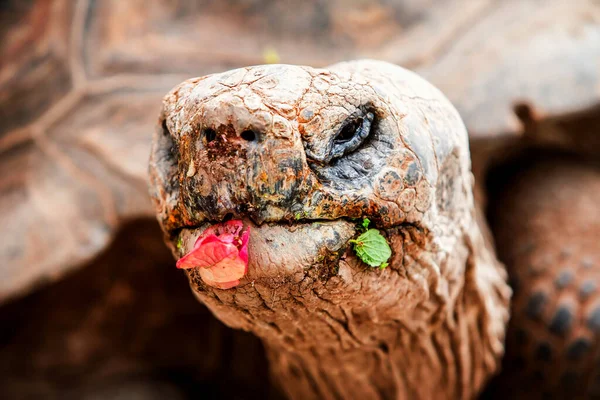 Żółw Olbrzymi Galapagos Jest Największym Żyjącym Gatunkiem Żółwia Osiągającym Masę — Zdjęcie stockowe