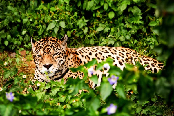 Grand Mâle Jaguar Dans Forêt Équatorienne Avec Son Regard Féroce — Photo