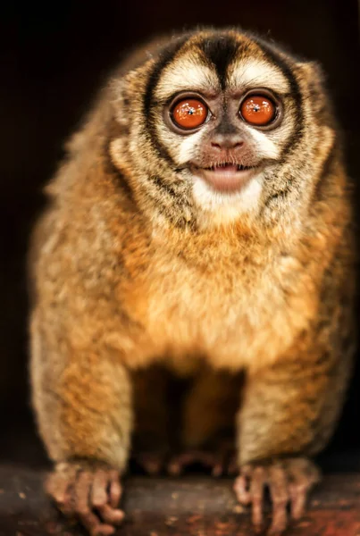 Búho Mono Riéndose Los Espectadores Disparan Refugio Animales Brasil — Foto de Stock