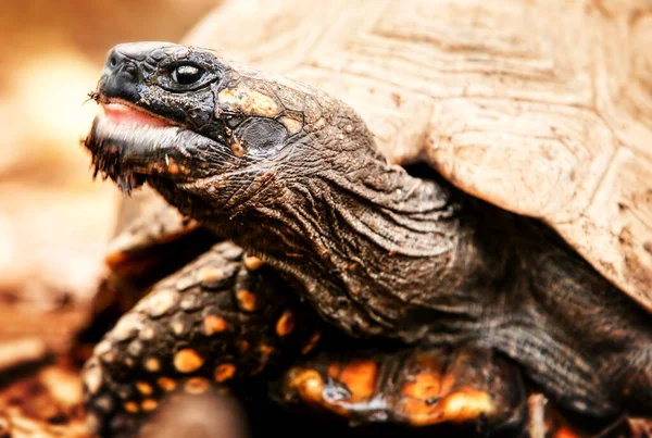 Żółw Brazylijski Ruchu Zbliżenie — Zdjęcie stockowe