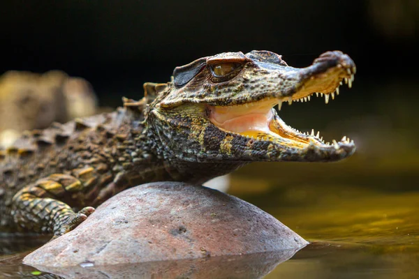 Petit Crocodile Caïman Absorbant Chaleur Abattu État Sauvage Dans Bassin — Photo
