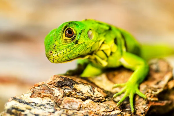 Gros Plan Jeune Iguane Dans Environnement Naturel — Photo