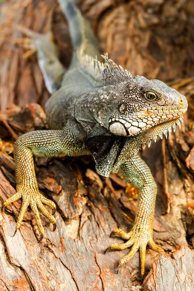 Grande Iguana Femelle Dans Son Habitat Naturel — Photo