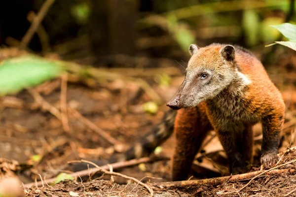 Procyon Cancrivorus Brown Variedade Bear Shot Floresta Tropical Equatoriana Selvagem — Fotografia de Stock