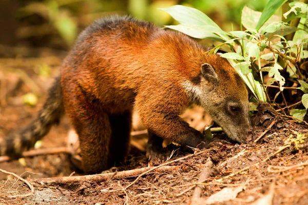 Procyon Cancrivorus Brown Famille Ours Abattu Dans Forêt Équatorienne Sauvage — Photo