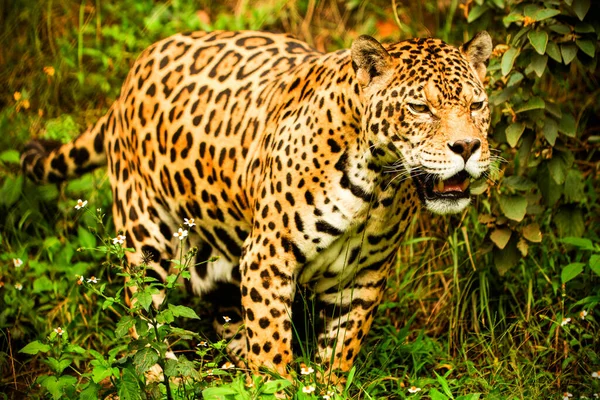 野生のエクアドリア アマゾニアで大規模な男性ジャガーが撮影されました — ストック写真