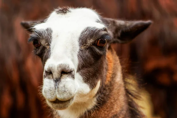 Isolierter Kopfschuss Eines Reifen Weiblichen Lamas — Stockfoto