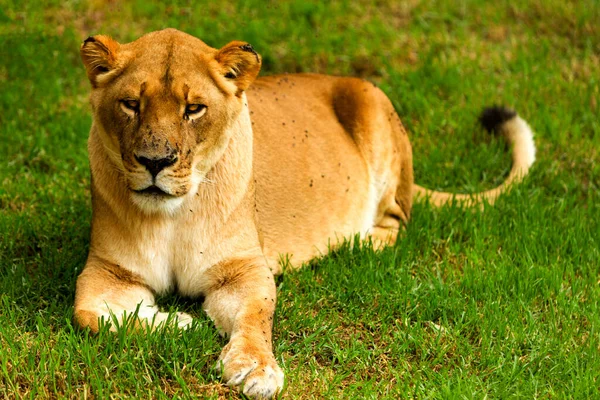 Large Lioness Lazy Pose Shoot Zoological Garden — Stock Photo, Image