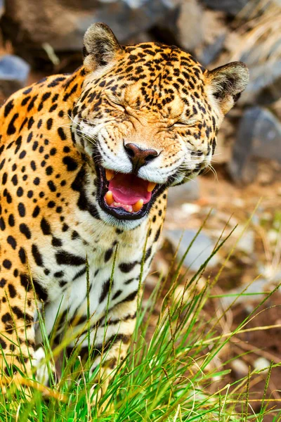 Pose Drôle Gros Jaguar Sauvage Mâle Tirer Dans Nature Amazonie — Photo