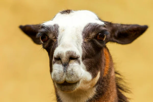 Isolierter Kopfschuss Eines Erwachsenen Weiblichen Lama Glamas — Stockfoto