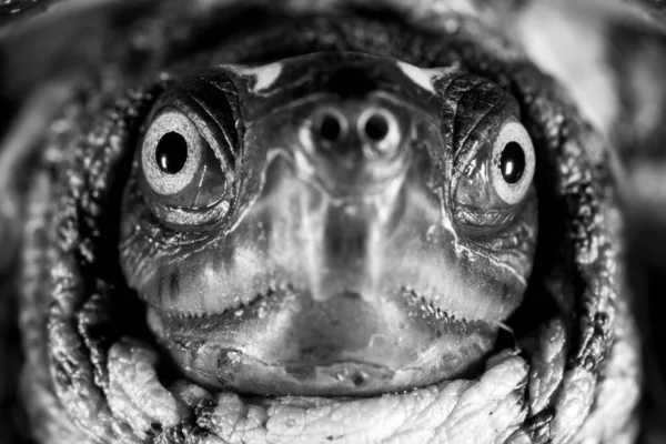 Nahaufnahme Einer Erwachsenen Brasilianischen Gelbschildkröte — Stockfoto