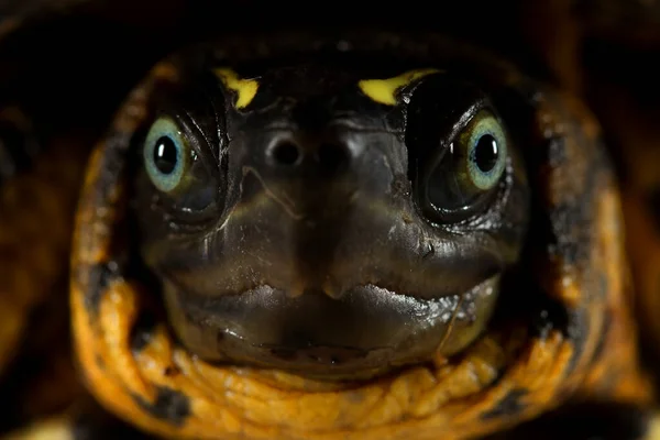 Закройте Рот Взрослой Бразильской Желтой Черепахе — стоковое фото