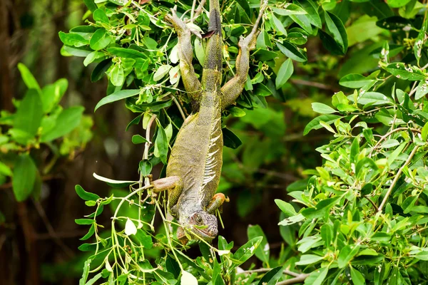 Adult Iguana Male Warming Sun Dense Mangrove Forest His Natural — Stock Photo, Image