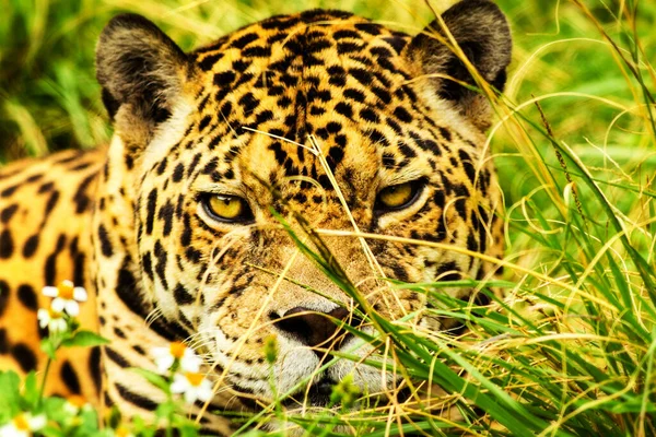 Feroz Adulto Masculino Jaguar Close Ground Level View — Fotografia de Stock
