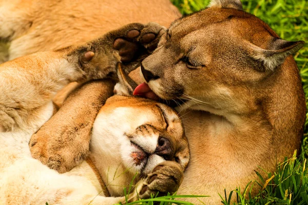 Man Vrouw Pumas Panthera Onca Zoenen Knuffelen Als Een Gelukkig — Stockfoto