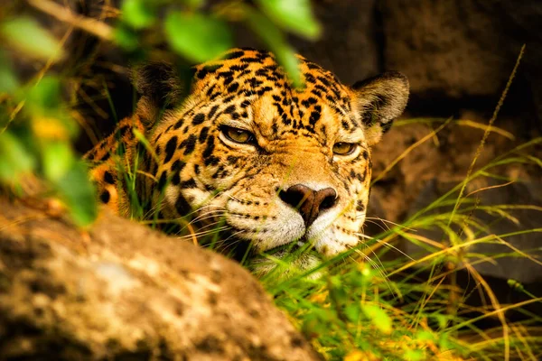 Male Adult Jaguar Hiding Mayan Temple Ecuador — Stock Photo, Image