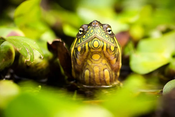 Red Eared Slider Turtle Wild Surrounded Typical Flora Looking Curiosity — Stock Photo, Image