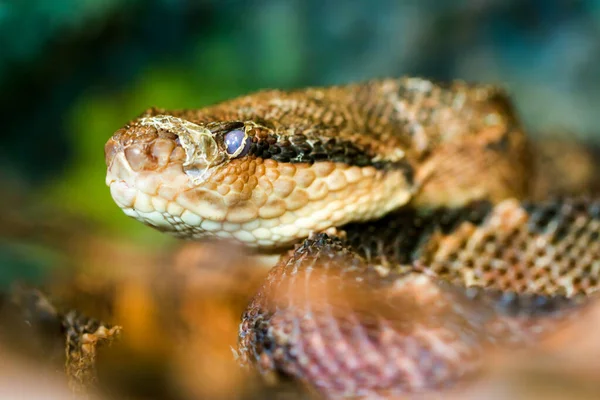 Bothrops Atrox Shot Ground Level Shallow Depth Field Most Dangerous — Stock Photo, Image