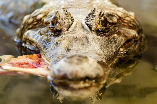 Velký Caiman Krokodýl Drží Svou Kořist Výstřel Zblízka Vodní Hladiny — Stock fotografie