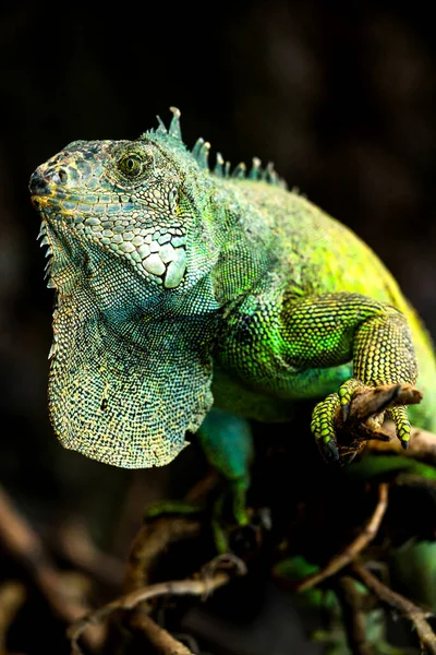 Adult Male Iguana Lizard Posing — Stock Photo, Image