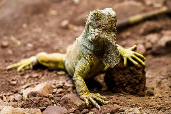 Wild Male Iguana Ground Ecuadorian Coast — Stock Photo, Image