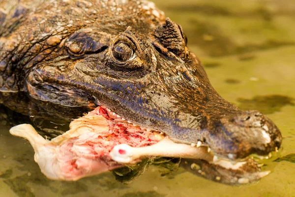 Large Caiman Crocodile Amazon Waters Lured Chicken — Stock Photo, Image