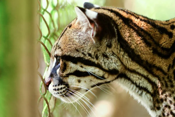 Leopardus Tigrinus Vagy Tigrillo Néz Keresztül Kerítés Egy Zoológiai Kert — Stock Fotó