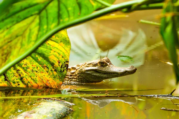 Vadon Élő Kajmán Lövés Ecuadori Dzsungelben Amazonas Medence — Stock Fotó