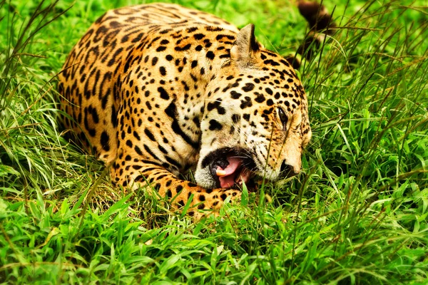 Grande Jaguar Masculino Tiro Selvagem Floresta Tropical Equatoriana Close Range — Fotografia de Stock