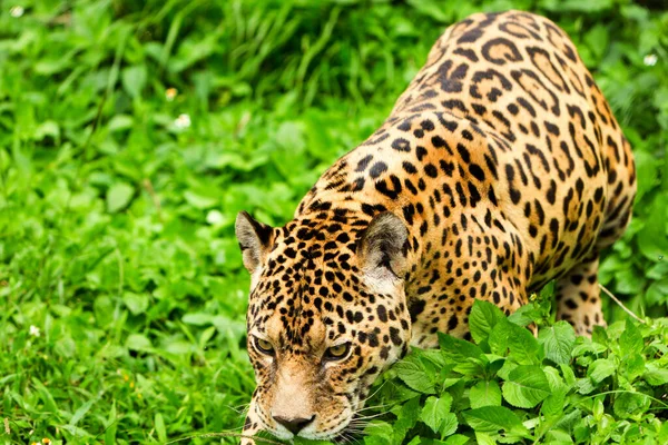 Grande Jaguar Masculino Tiro Selvagem Floresta Tropical Equatoriana Close Range — Fotografia de Stock