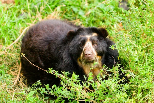 Large Male Andean Bear Shoot Wild Ecuadorian Andes Mountains — Stock Photo, Image