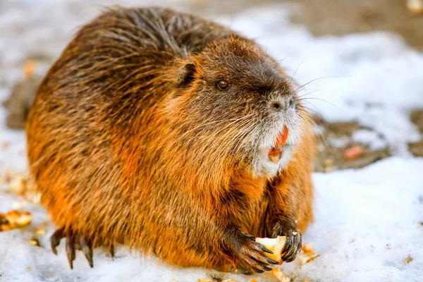 Mature Wild Beaver Feeding Winter — Stock Photo, Image