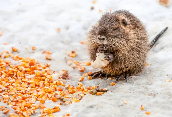 Baby Beaver Eating Plenty Food Suggesting Wealth — Stock Photo, Image
