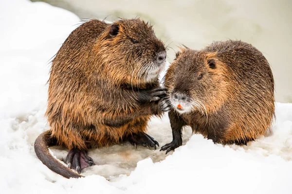 Two Members Beaver Family Being Close Each Other Wildlife Winter — Stock Photo, Image