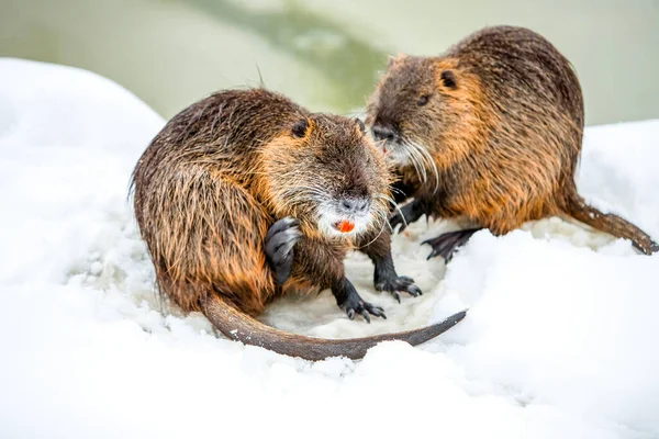Beavers Seu Habitat Inverno Frio — Fotografia de Stock