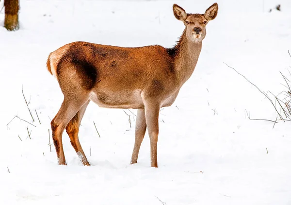 Jelen Hledící Opatrně Přímo Kamery — Stock fotografie