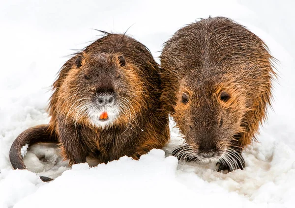 Pair Beavers Search Food Close — Stock Photo, Image